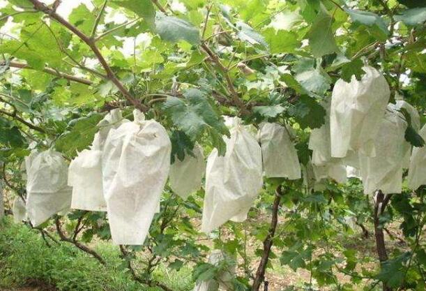 育果袋无纺布